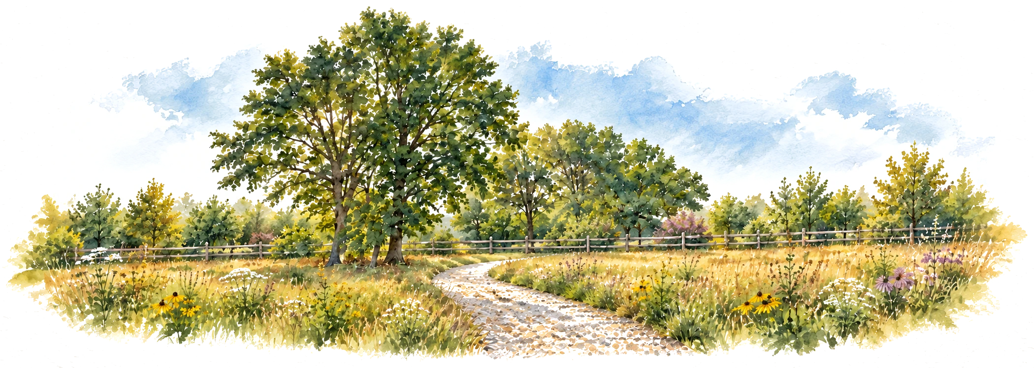 Watercolour of the garden: an oak beside a gravel path through native meadow